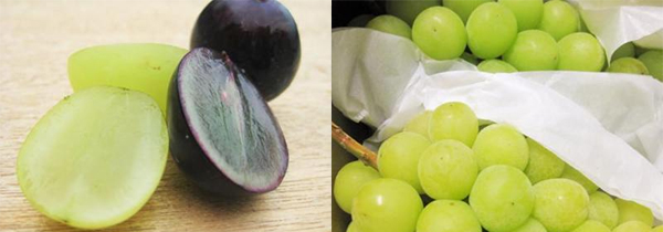 長野のシャインマスカット